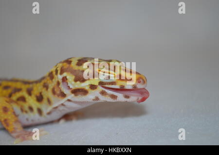 Bell Albino Leopardgecko (Eublepharis Macularis) Stockfoto