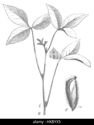 Diese botanische Abbildung zeigt Glycine max Taub131a, allgemein bekannt als Sojabohnen, eine wichtige Kulturpflanze in der globalen Landwirtschaft. Das Kunstwerk hebt die Struktur und Merkmale der Pflanze hervor und konzentriert sich dabei auf die Blätter, Schoten und Samen. Stockfoto