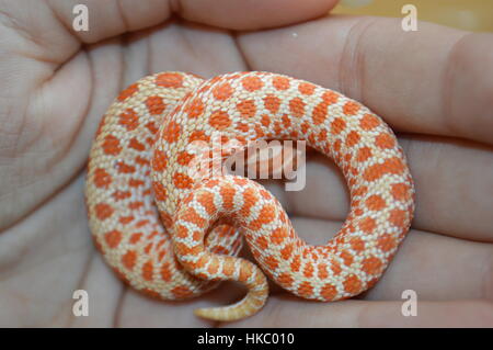 Albino Western Hognose Schlange Stockfoto