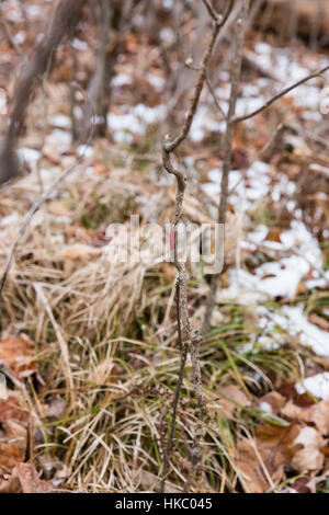 Weiß - angebundene Rotwild Blutspur Stockfoto