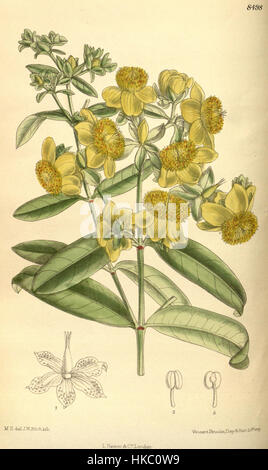 Das botanische Kunstwerk „Hypericum aureum 139 8498“ zeigt das goldene Johanniskraut, eine Pflanze, die für ihre medizinischen Eigenschaften bekannt ist. Die genaue Abbildung zeigt die Besonderheiten der Pflanze. Stockfoto