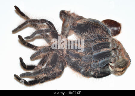 Honduran Curly Hair Tarantula (Tliltocatl albopilosus), die ihr altes Exoskelett abwirft. Fotografiert auf einem Leuchtkasten Stockfoto