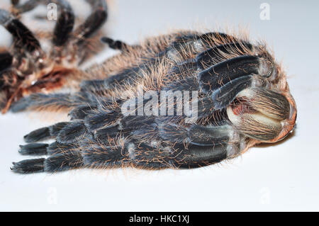 Honduran Curly Hair Tarantula (Tliltocatl albopilosus) Trocknung und Verhärtung nach dem Auftauchen aus seinem alten Exoskelett. Fotografiert auf einem Leuchtkasten Stockfoto