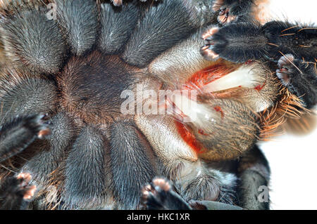 Honduran Curly Hair Tarantula (Tliltocatl albopilosus) zeigt nach dem Auftauchen aus dem alten Exoskelett ihre weichen Zähne. Fotografiert auf einem Leuchtkasten Stockfoto