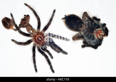 Honduran Curly Hair Tarantula (Tliltocatl albopilosus) Trocknung und Verhärtung neben ihrem leeren Exoskelett. Stockfoto