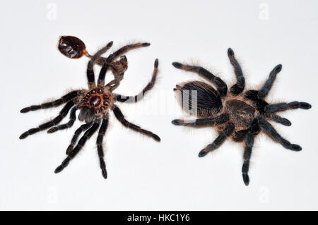 Honduran Curly Hair Tarantula (Brachypelma Albopilosum) trocknet und verhärtet neben ihrem leeren Exoskelett. Stockfoto