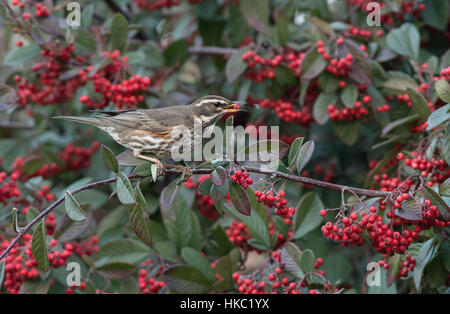 Redwing-Turdus Iliacus ernährt sich von Beeren Zwergmispel. Winter. Stockfoto