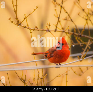 Der männliche rote Kardinal hält einen Moment inne. Stockfoto