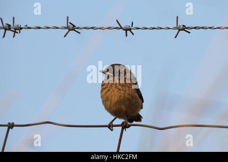 Ein Jugendlicher gekrönt Europäische Schwarzkehlchen (Saxicola Rubicola) auf eine landwirtschaftliche gewebt-Draht-Zaun mit Stacheldraht. Stockfoto