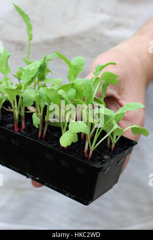 Hand, die Raphanus Raphanistrum oder bekannt als Rettich Setzlinge in den Boden gepflanzt werden Stockfoto