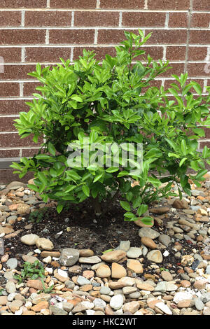 Wachsende haben, Kumquat, Citrofortunella Microcarpa im Boden Stockfoto