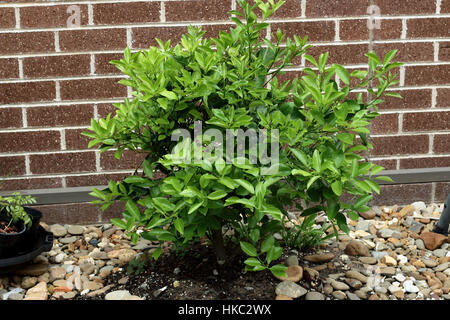 Wachsende haben, Kumquat, Citrofortunella Microcarpa im Boden Stockfoto