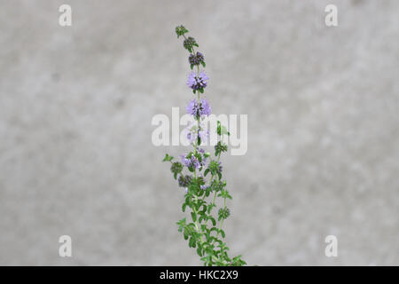 Nahaufnahme Blume von Mentha Pulegium oder bekannt als Pennyroyal isoliert Stockfoto