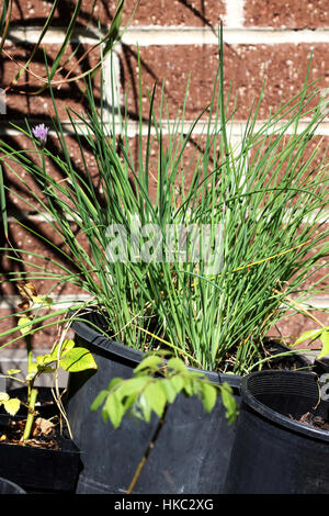 Wachsende Allium Schoenoprasum oder bekannt als Schnittlauch in einen Topf Stockfoto