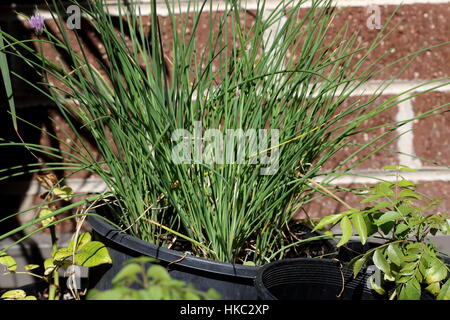 Wachsende Allium Schoenoprasum oder bekannt als Schnittlauch in einen Topf Stockfoto