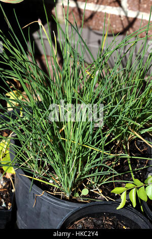 Wachsende Allium Schoenoprasum oder bekannt als Schnittlauch in einen Topf Stockfoto