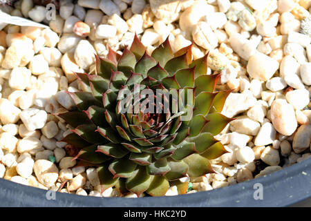 Nahaufnahme von Hauswurz Sempervivum Tectorum auf Kieselsteinen wächst Stockfoto