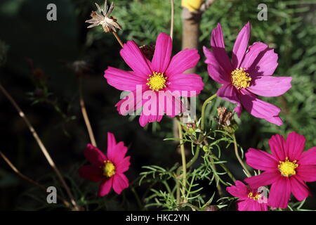 Nahaufnahme von Hot Pink Cosmos Bipinnatus oder bekannt als mexikanische Aster, schneiden Blatt Kosmos in voller Blüte Stockfoto