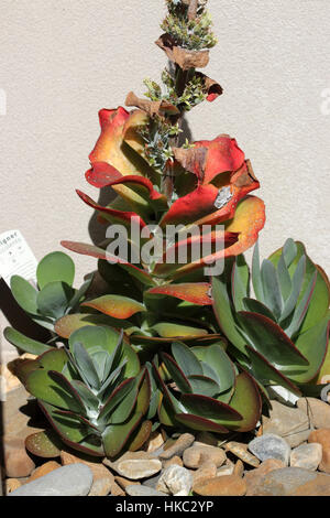 Kalanchoe Thyrsiflora oder auch bekannt als Kalanchoe Flapjack isoliert wächst in voller Sonne in der Nähe von Kiesel Stockfoto