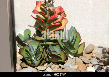 Kalanchoe Thyrsiflora oder auch bekannt als Kalanchoe Flapjack isoliert wächst in voller Sonne in der Nähe von Kiesel Stockfoto