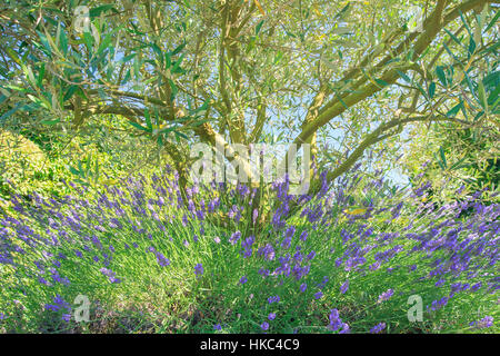 Blumige Lavendel am Fuße eines Olivenbaumes im Sommer (Frankreich) Stockfoto