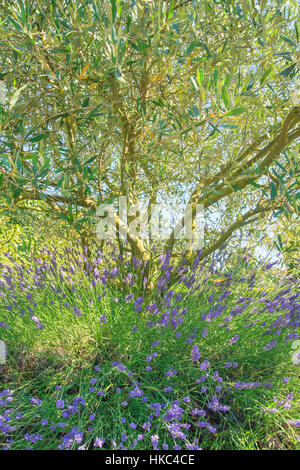 Blumige Lavendel am Fuße eines Olivenbaumes im Sommer (Frankreich) Stockfoto