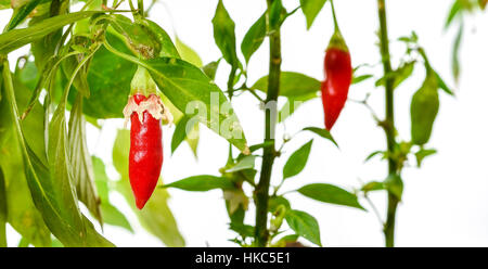 Pflanze mit frische red hot chili Peppers im Plastiktopf, Studio Bild auf auf weißem Hintergrund wächst Pfeffer Stockfoto