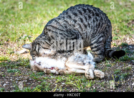 Hauskatze ist ein wilden Kaninchen essen. Ein Heimes Raubtier hat die Beute gefangen genommen. Haustier ist außerhalb für Nagetiere jagen. Stockfoto