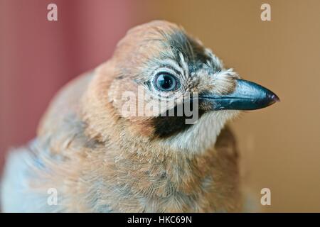 Kopf geschossen von Baby eurasischen Garrulus Glandarius Eichelhäher jungen warten geduldig auf das Essen im Roggen Kent, Großbritannien Stockfoto