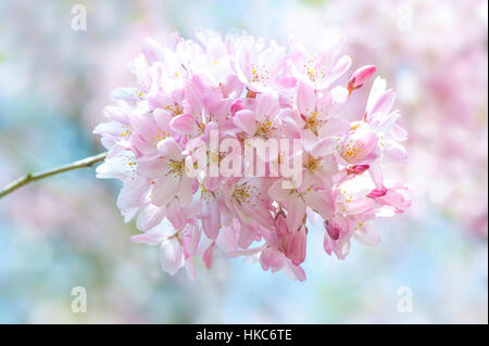 Frühlingsblumen Sie Yoshino rosa Kirschblüten - Prunus X yedoensis berühmte japanische Kirschblüte, gegen einen weichen blauen Himmel Stockfoto