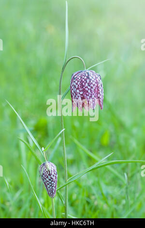 Close-up Portraitbild von der zarten Frühling Blüte Schlange Kopf Fritillary auch bekannt als Fritillaria Meleagris Blume Stockfoto