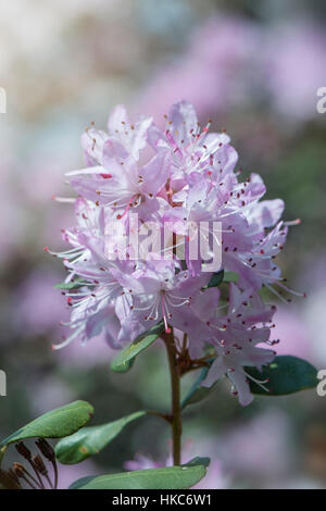 Close-up Portraitbild ein Rhododendron/Azalee blass rosa Blüten auf einem weichen Hintergrund genommen. Stockfoto