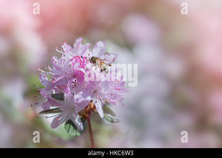 Blass rosa Rhododendron Blüte mit einer Biene, sammeln von Pollen, Aufnahme auf einem weichen Hintergrund. Stockfoto