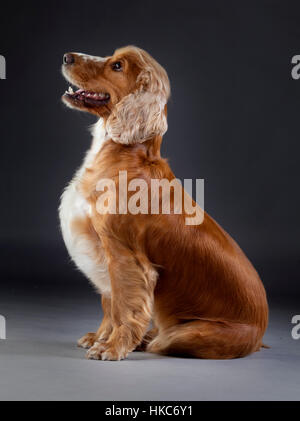 Cocker Spaniel posiert auf seitwärts Stockfoto