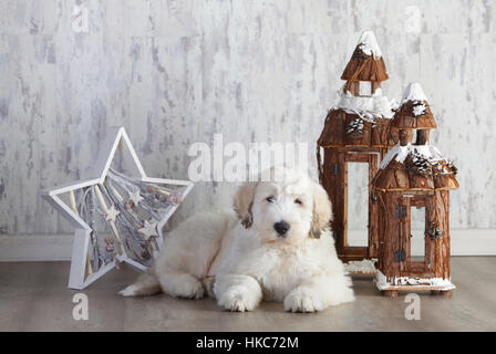 Hündchen in Studio mit Weihnachtsdekoration Stockfoto