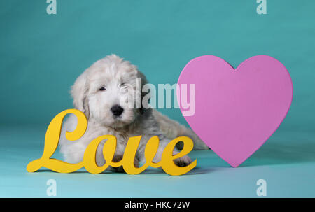Welpen des russischen Sheepdogs im studio Stockfoto