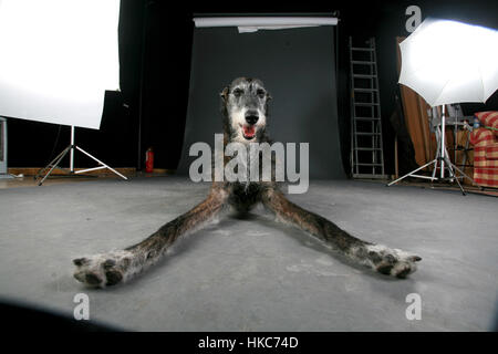der Modell Hund eine Pause Stockfoto