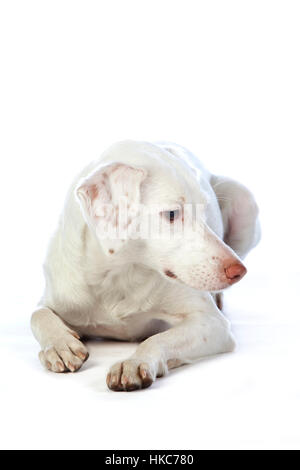 Gemischten weißen Hund liegend im studio Stockfoto