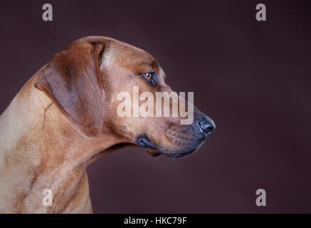 Rhodesian Ridgeback-Porträt Stockfoto