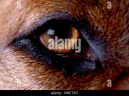 Rhodesian Ridgeback-Porträt Stockfoto