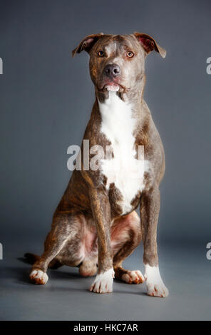 Pitbull auf das Studio mit grauem Hintergrund Stockfoto