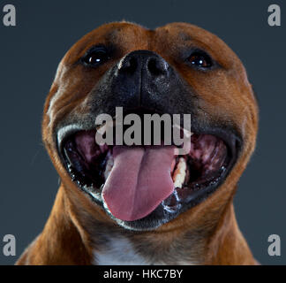 glücklich Staffordshire-Bullterrier im studio Stockfoto