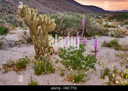 Arizona Lupine, wenig gold Mohn, Ganders Cholla Cactus, Sonnenaufgang, Coyote Canyon, Anza Borrego Desert State Park, Kalifornien Stockfoto