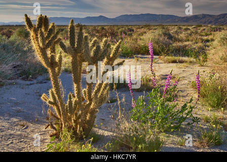 Arizona Lupine, wenig gold Mohn, Ganders Cholla Cactus, Sonnenaufgang im Coyote Canyon, Anza Borrego Desert State Park, Kalifornien Stockfoto