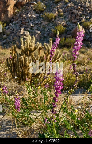 Arizona Lupine, wenig gold Mohn, Ganders Cholla Cactus, Sonnenaufgang im Coyote Canyon, Anza Borrego Desert State Park, Kalifornien Stockfoto