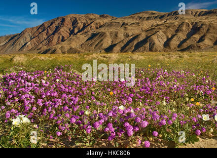 Sand Verbenen, Düne Nachtkerze, Wüste Sonnenblumen blühen, im Anza Borrego Desert State Park, Sonora-Wüste in Kalifornien Stockfoto