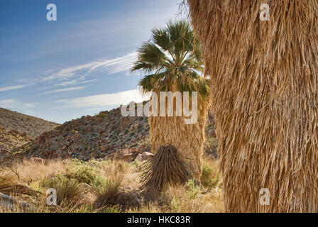 Petticoats im Wüste Fan Palms Überraschung Grove in Palm Springs Mountain Bereich im Anza Borrego Desert Park, Sonora-Wüste, Kalifornien, USA Stockfoto