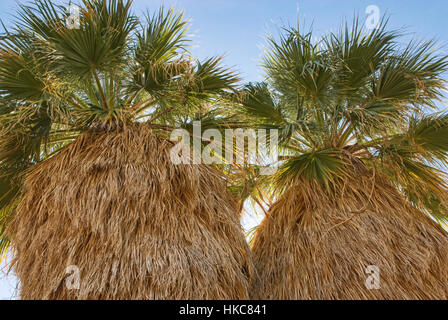 Petticoats im Wüste Fan Palms Überraschung Grove in Palm Springs Mountain Bereich im Anza Borrego Desert Park, Sonora-Wüste, Kalifornien, USA Stockfoto