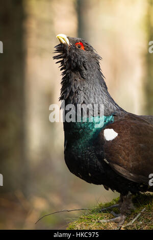 Auerhahn in Caladonian Wald Stockfoto