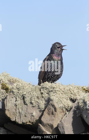 "Shetland" Star (Sturnus Vulgaris Zetlandicus) - ein Starling von Shetland Unterart Zetlandicus, gesungen von einer Felswand Stockfoto